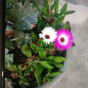 Ice Plant