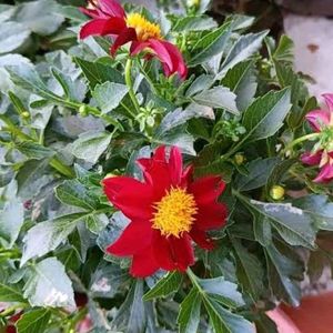 Dehliya plant Offer For Navratri