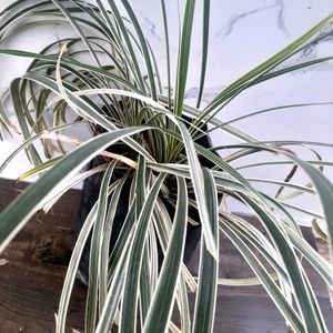 1 Spider Plant In White Pot