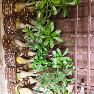 Pink colour Adenium Plant With Pot