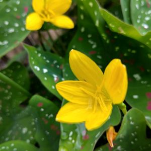 Yellow Rain Lily Bulbs