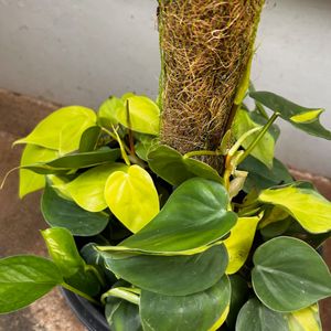 live plants for sale