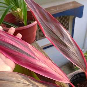 Varigated Cordyline Fruticosa Plant Well Rooted