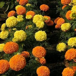 Summer Season Flower Seeds Combo