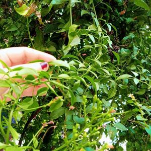 Plant Juhi(Indian Jasmine)🧿