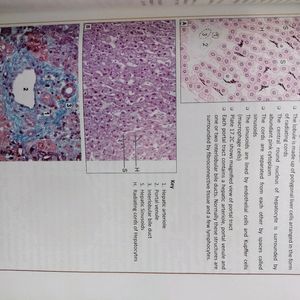 Inderbir Singh's Human Histology Guide