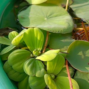 Water Lettuce/Cabbage, Aquatic Plant