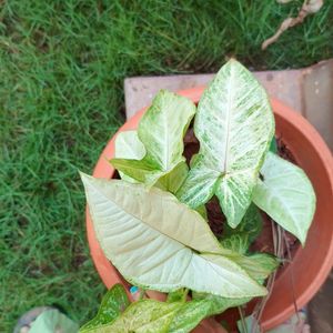 Plant - Syngonium.Green N White Variety