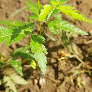 Neem Plant Saplings For Thanks Giving Gift