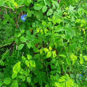 Aparajita Flowers Plant 2 Colours