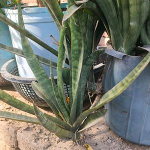 Snake plant ☘️