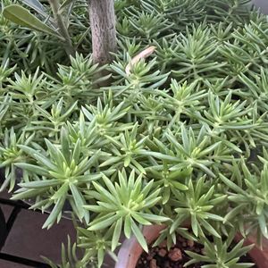 Huge plants moveout sale