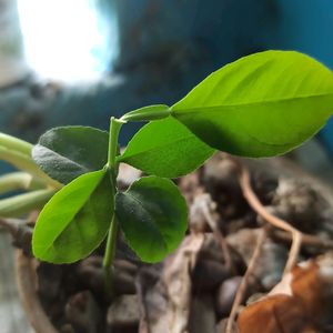 Lemon Plant/Seed