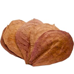 Natural Indian Almond Leaves