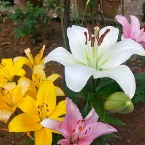 Imported Asiatic Lilly Mix Color 5 Blub