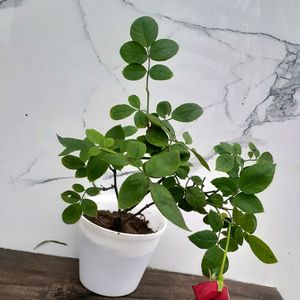 Red Rose In White Pot