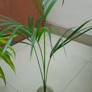 Areca Palm 2.7'