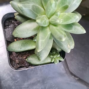 Little Jewel Succulent