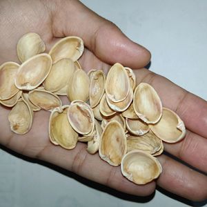 Pista Shells