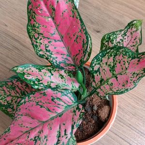 Aglaonema Plant