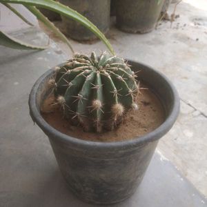 Cactus Plant