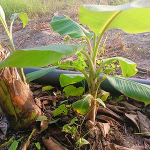 Banana Plant