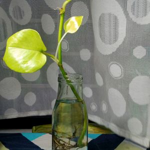 Three Mature Neon Pothos Plants