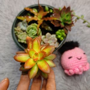 SUCCULENTS COMBO of 9