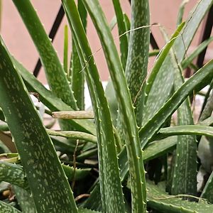 🪴 Fresh Aloevera Plant🪴