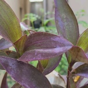 Purple 💜 Heart' Plant 🌵