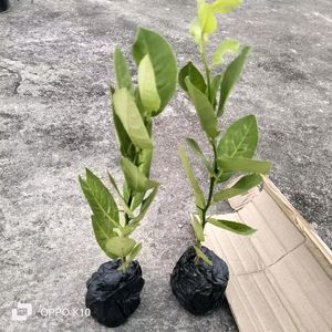 1 Hybrid Lemon Plant