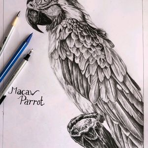 Macaw Parrot Sketch