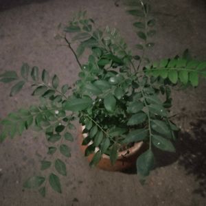 Curry Leaves Healthy Plant With Root