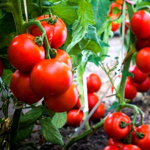 Tomato F1 Hybrid  (Tamatar) (टमाटर के बीज)500 Seed