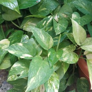 Green Money Plant