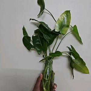 Philodendron Burl Maxx 3 Plants