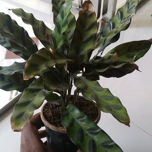 Combo Calathia Live Plant