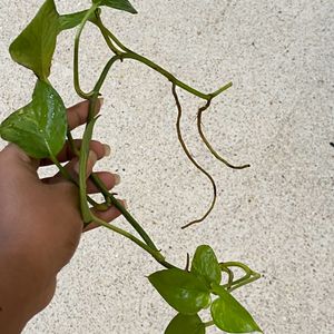 Golden Pothos - Live Plant Cutting