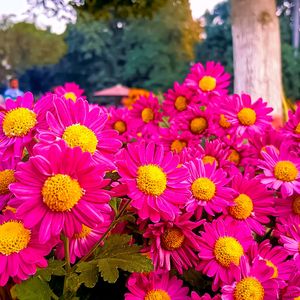 Pink Chrysanthemum Cuttings 2