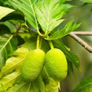 Breadfruit