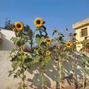 One Flower Of Sunflower (70-80 Seed )