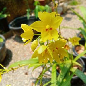 *O*  Yellow Ground Orchid🌿🌿