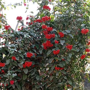 1Mogra, 2 Juhi, 3 Red Flower Vine Cuttings