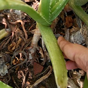 Fresh Aloe Vera Plant Pack Of One