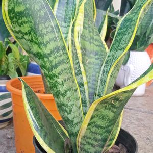 Bunch Of Three Healthy Sanseveria plants Without Pot...