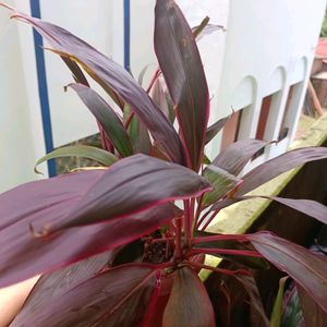 Cordyline Fruticosa Plant