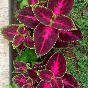 Coleus Red Green plant