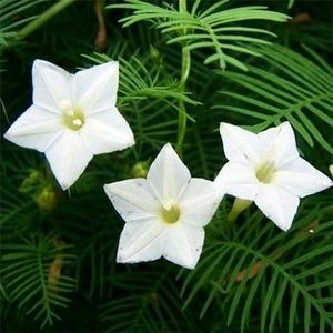 2 Colour Cypress Vine Seeds