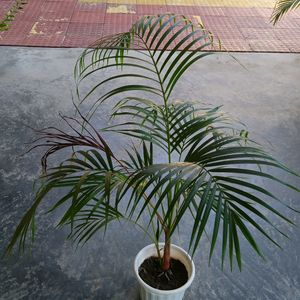 Areca Palm 3ft with Two Shoots