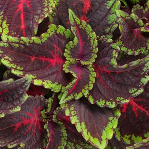 Coleus Plant